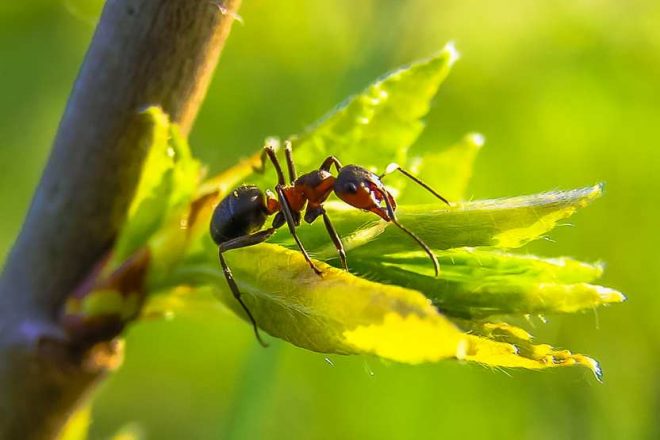 Энтомологи обнаружили в Азии «взрывающихся» муравьев