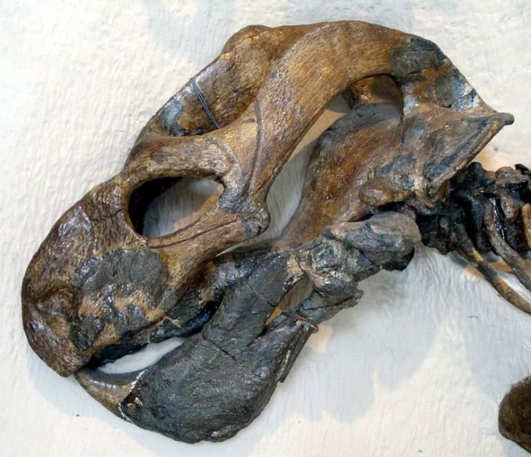 В Китае обнаружили останки рептилии с бивнями
