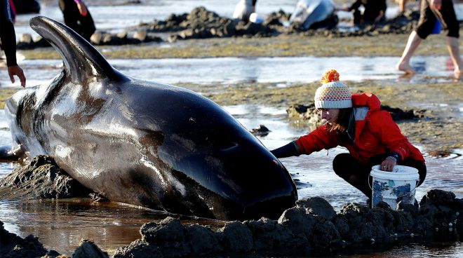 На берег Новой Зеландии выбросились 50 черных дельфинов
