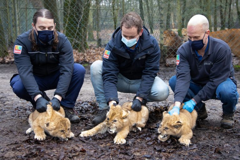 В Нидерландах вакцинацинировали львят