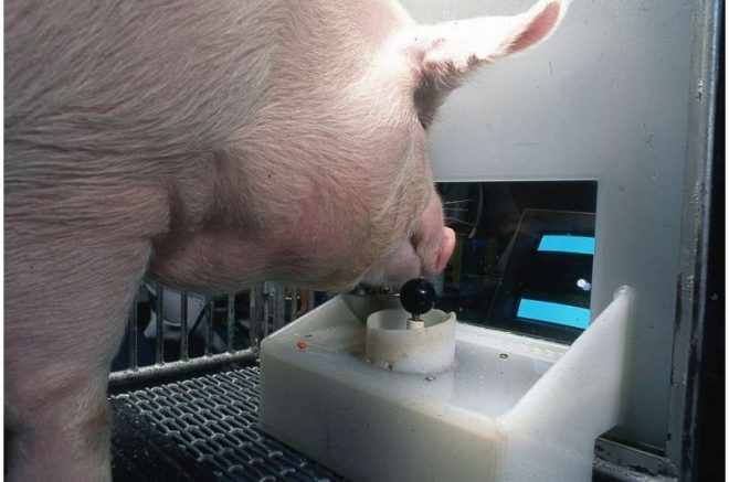 Ученых ошеломили умственные способности свиней