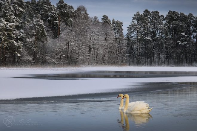 В Николаевской области дети провалились под лед из-за лебедей