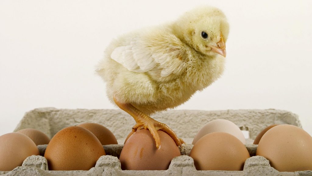 Врачи рассказали, сколько и кому  можно употреблять яйца