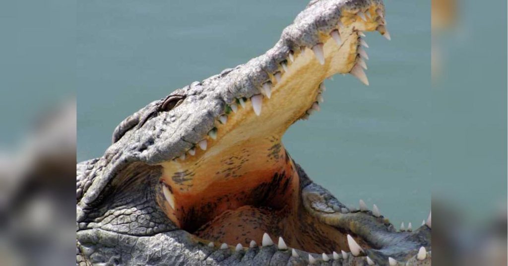 На Филиппинах крокодил растерзал местного жителя