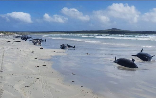 На юге Мозамбика по неизвестной причине погибло 111 дельфинов