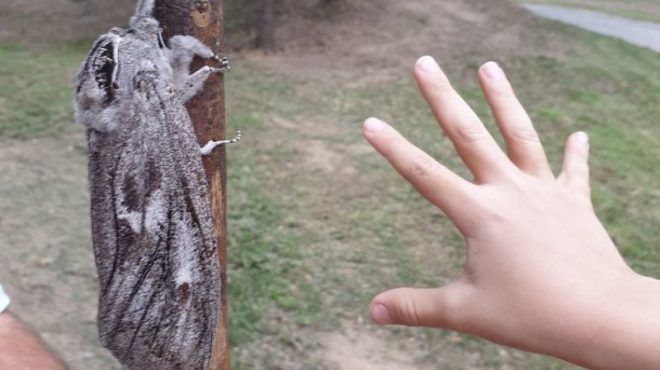 В Австралии обнаружили огромного мотылька