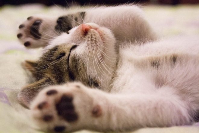 Кошки заражают спящих людей глистами – врачи