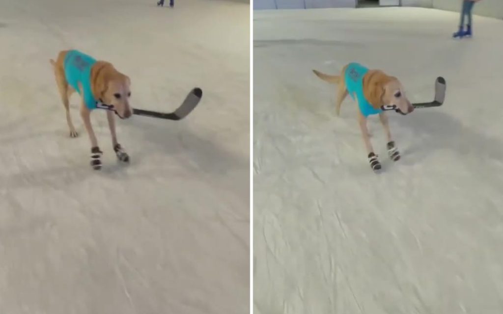 Пес освоил езду на коньках и сыграл в хоккей