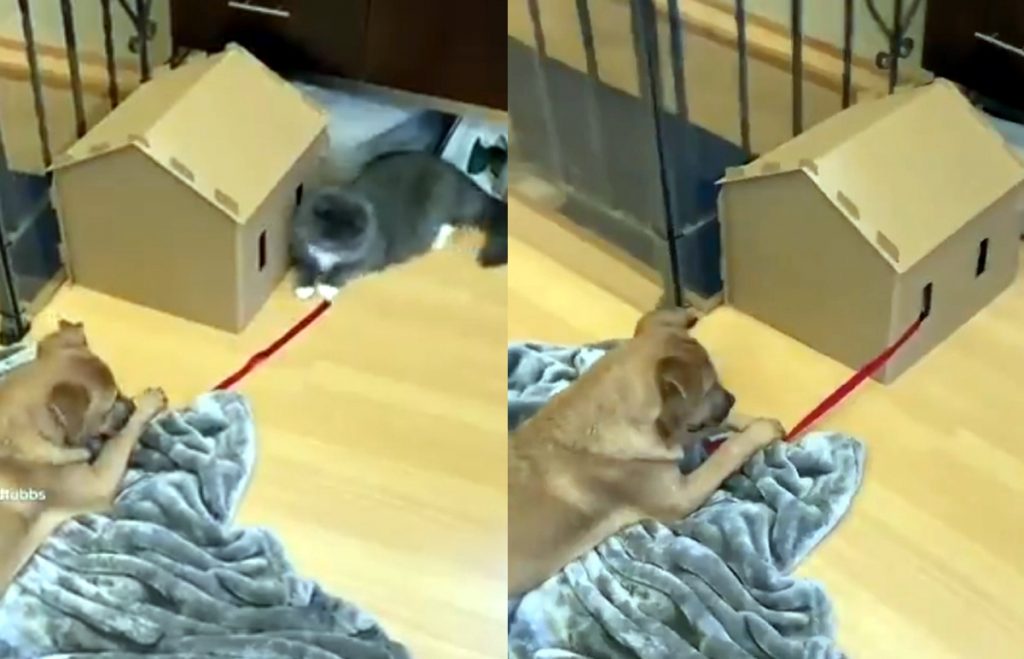 Кот обманул пса во время игры в ленточку: забавное видео