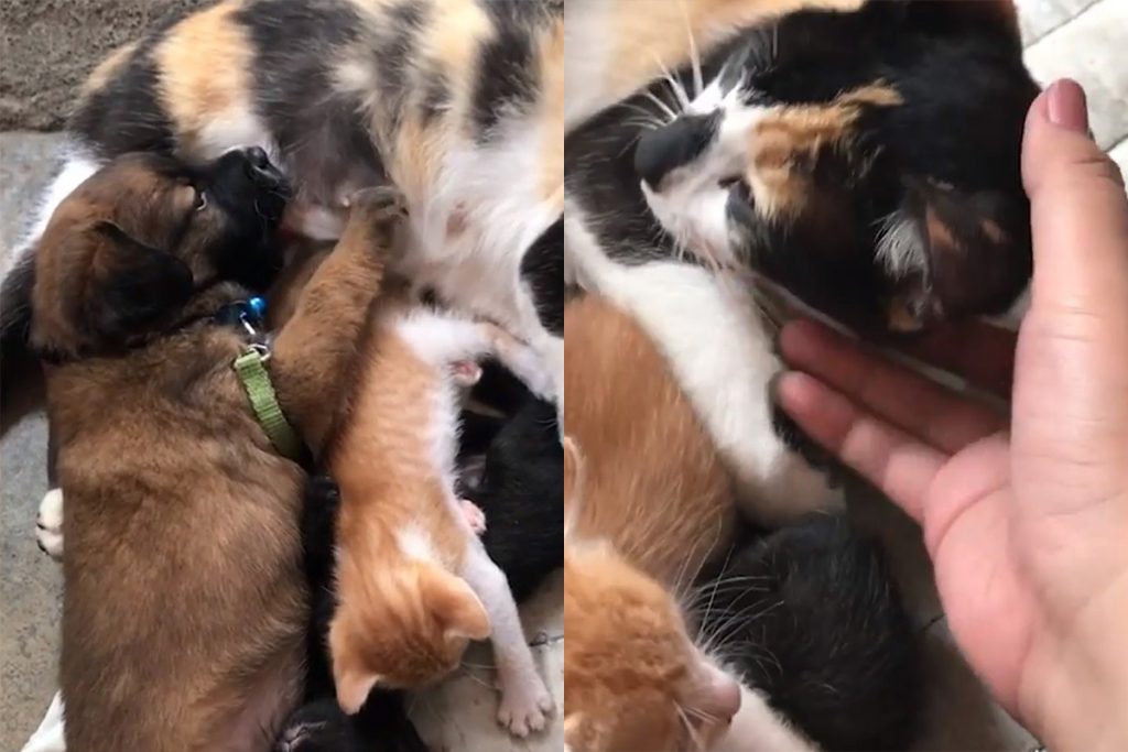Мама-кошка накормила щенка молоком