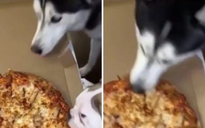 Наглые и голодные псы стащили пиццу на глазах у хозяина
