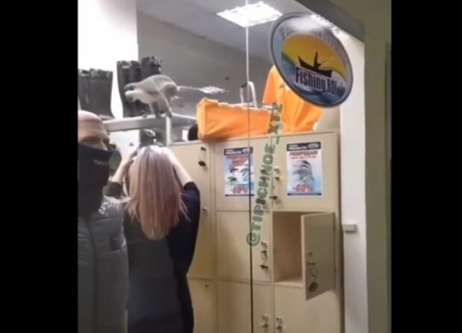В Харькове обезьяна разнесла магазин одежды