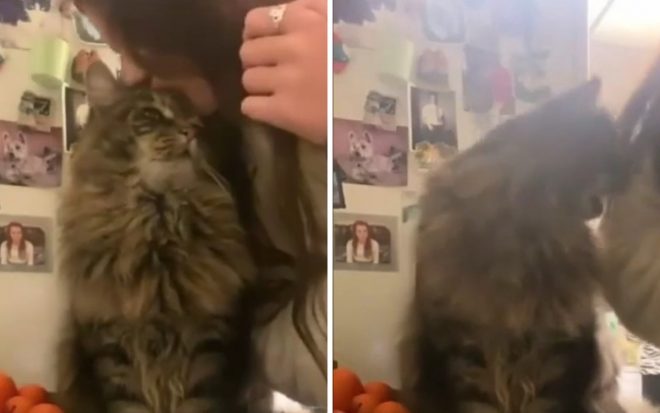 Реакция кота на нежность хозяйки удивила соцсети