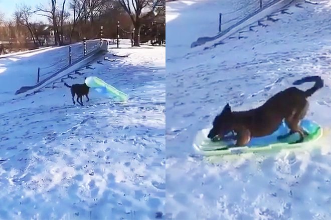 Собака каталась на зимней горке: забавное видео