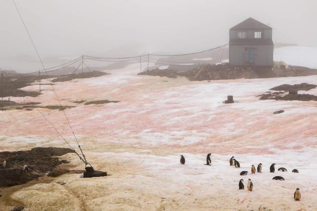 В Антарктиде снег изменил свой цвет