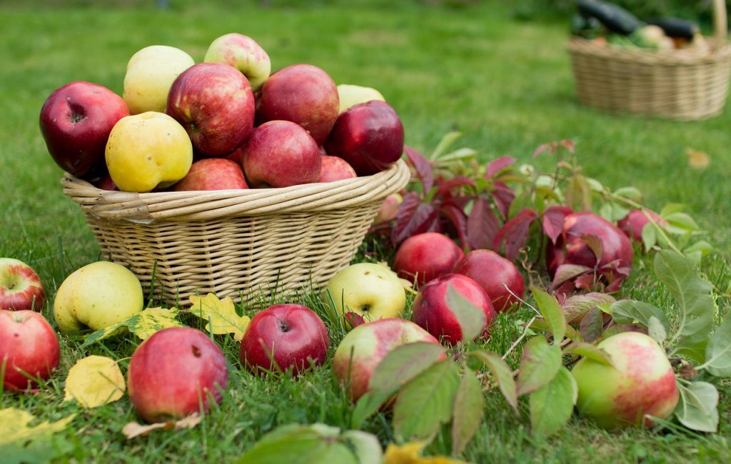 Резкие перепады температур негативно влияют на урожай плодов и ягод- эксперт