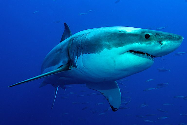 Встреча с акулой это не страшно: инструктор по дайвингу показала, как надо действовать