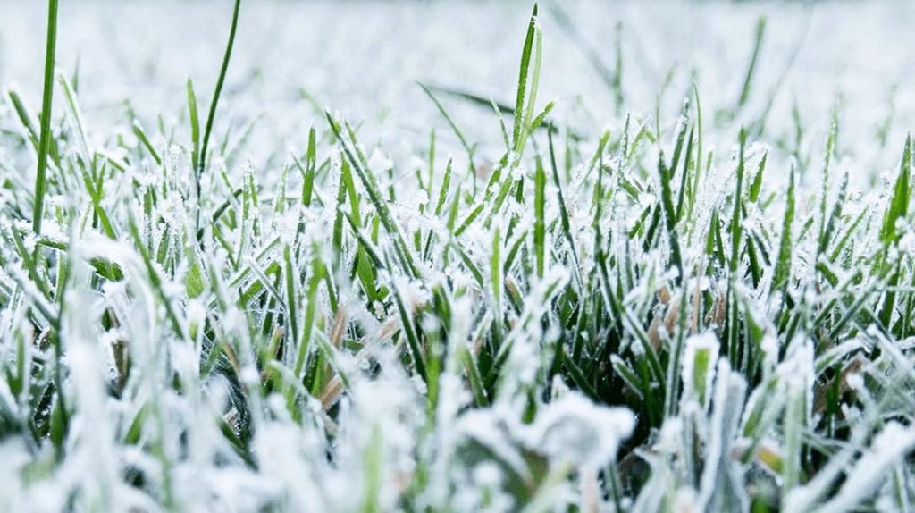 Снежная зима необходима для сохранения будущего урожая – эксперт