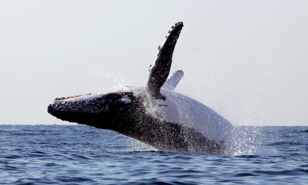 19 февраля &#8212; Всемирный день защиты морских млекопитающих