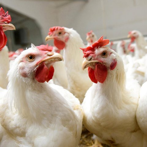 Украина почти на четверть сократила экспорт курятины