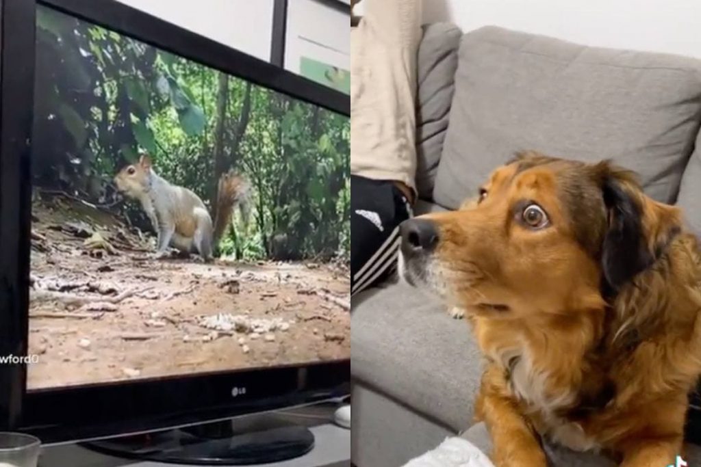 Пса до истерики испугала белка в телевизоре