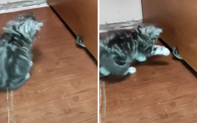 Серого котенка напугало «странное явление» под шкафом