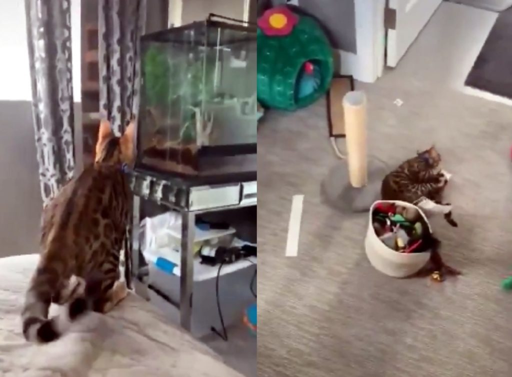 Необдуманный прыжок кота попал на видео