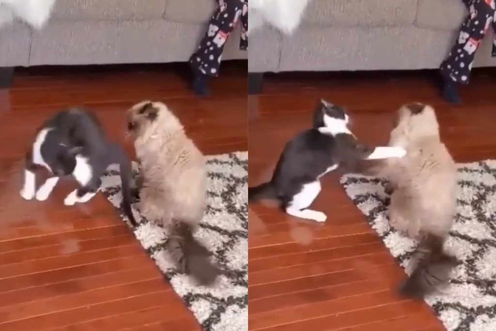 Зрелищная драка двух котов попала на видео и покорила соцсети