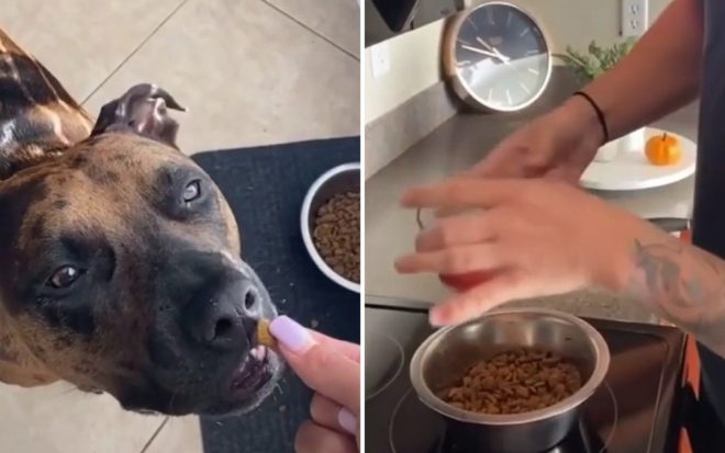 Хозяева нашли хитрый способ накормить пса