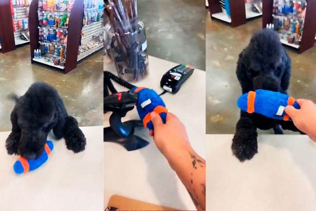 Пес «купил» в магазине мяч и рассмешил соцсети