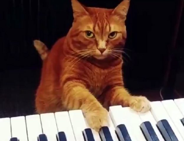 Рыжий кот-пианист покорил соцсети