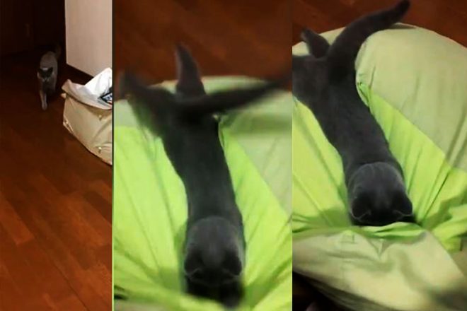 Черный кот эффектно упал в кровать и вызвал восторг у пользователей Сети