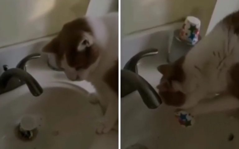 Кот научился держать в лапах чашку чтобы утолить жажду