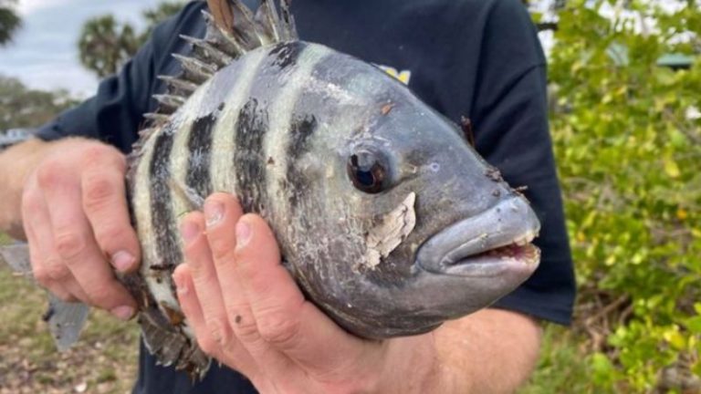 Американский рыбак поймал карася с человеческими зубами
