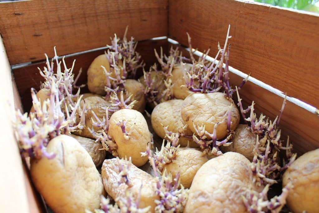 Картофельные ростки можно превратить в лекарство &#8212; эксперты