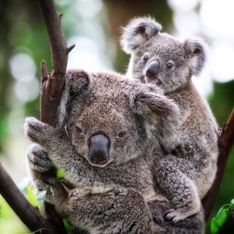 В Австралии впервые за год в зоопарке родился малыш коалы