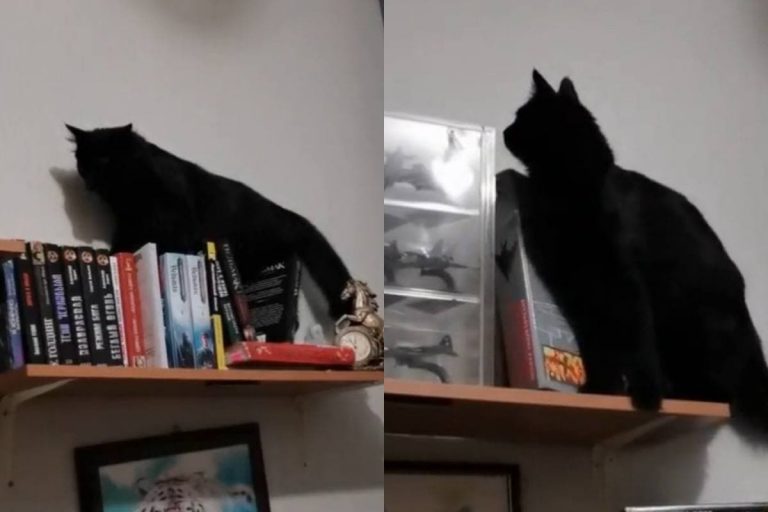 Кот смешно обрушил полку с книгами