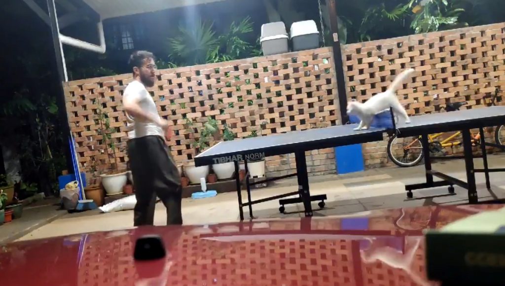 Кот влез в игру в пинг-понг: забавное видео