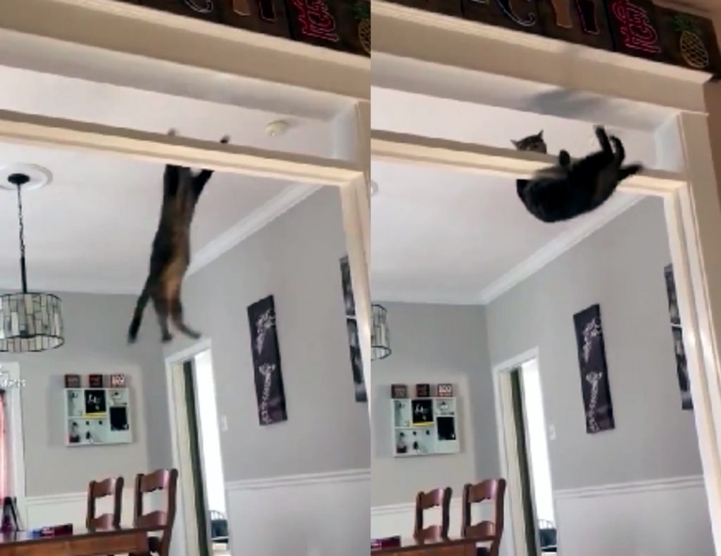 Кот побил все рекорды прыжком в высоту