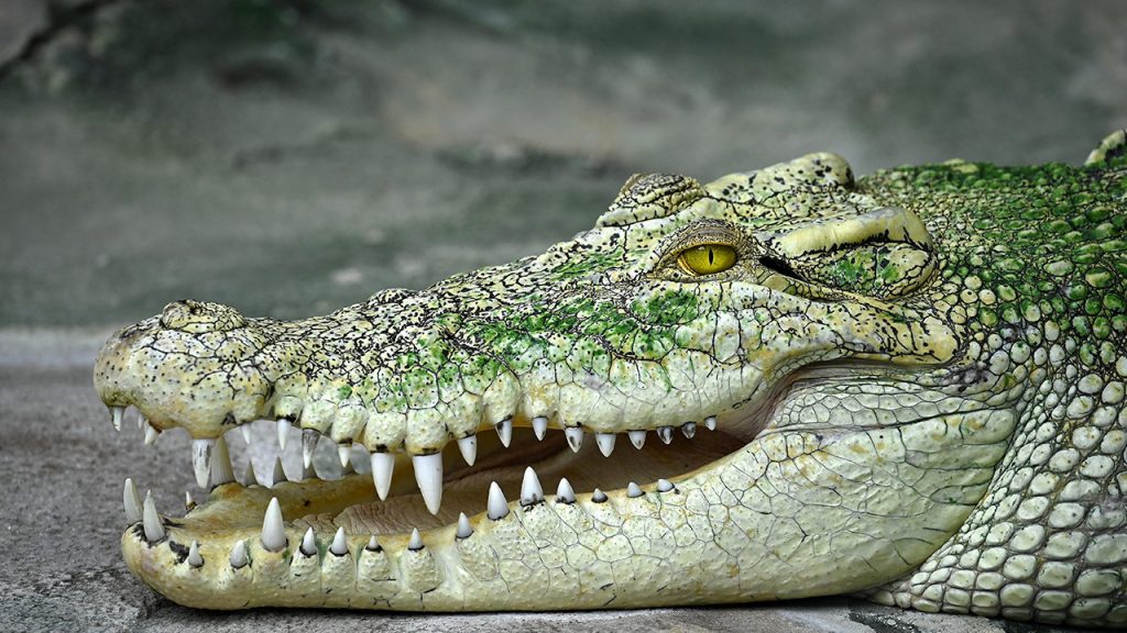 Житель Австралии выжил в схватке с 4-метровым крокодилом благодаря YouTube