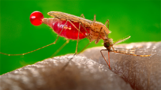 В Закарпатской области выявили малярию
