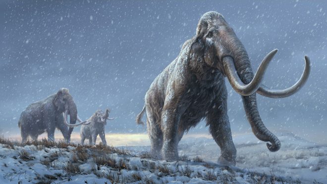 Ученые восстановили древнюю ДНК мамонтов