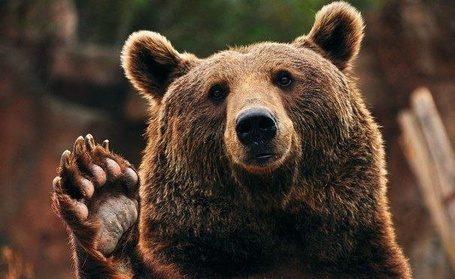 На жителя Словении напал медведь