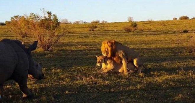 Носорог помешал львам заниматься любовью