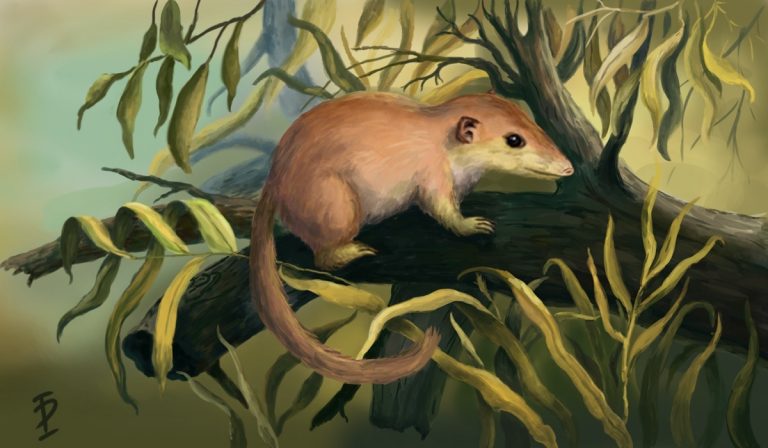 Найдены останки примата: артефакту 60 миллионов лет
