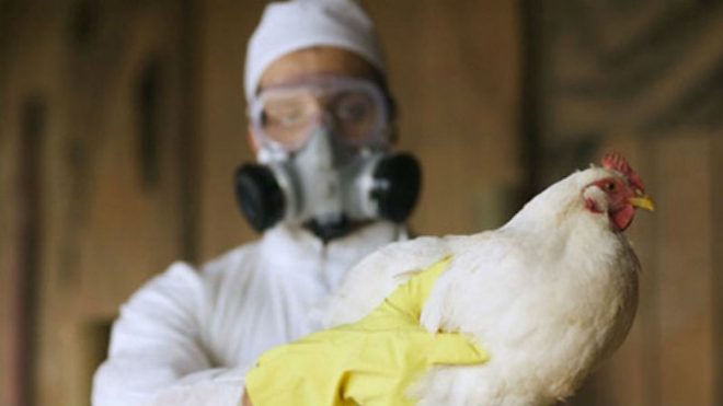 В Киевской области  обнаружили вспышку птичьего гриппа