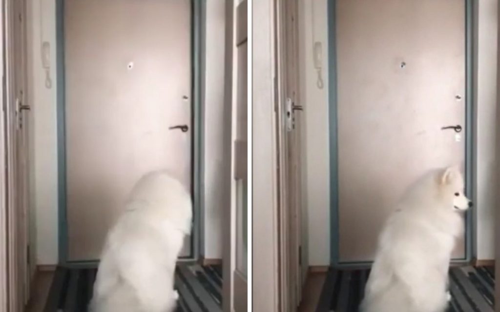 Прыжки на кровати: появилось видео развлечений собаки