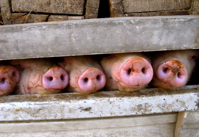 В Украине снижаются цены на живых свиней