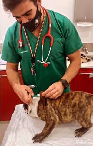 Ветеринар сделал прививку щенку, а тот даже не заметил