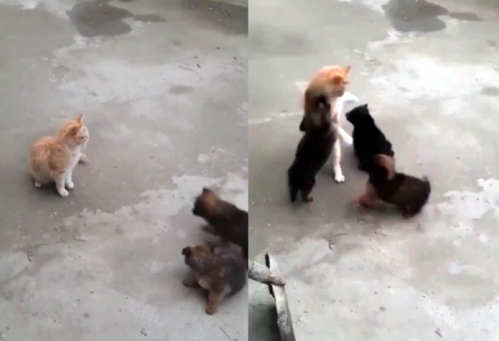 Три щенка дерзко атаковали взрослого кота